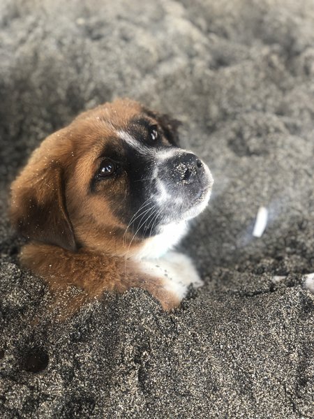 bali beach dog