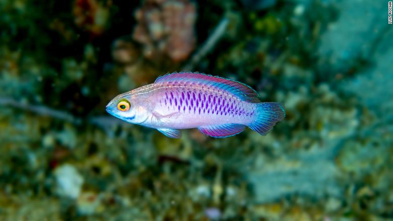 wakanda fish new species 2019