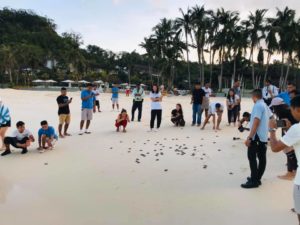 LOOK: Dozens of sea turtles hatched in Boracay 2 81772600 3433391320066184 7856429352655781888 n