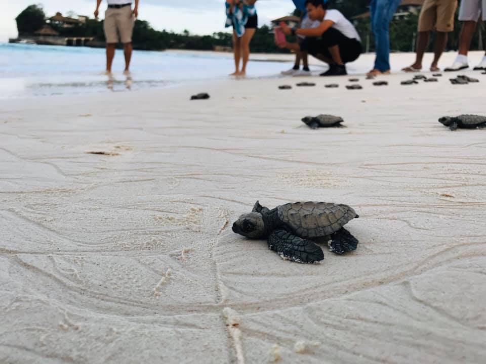 LOOK Dozens Of Sea Turtles Hatched In Boracay When In Manila