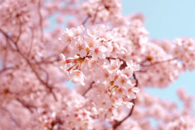 cherry blossoms sakura japan