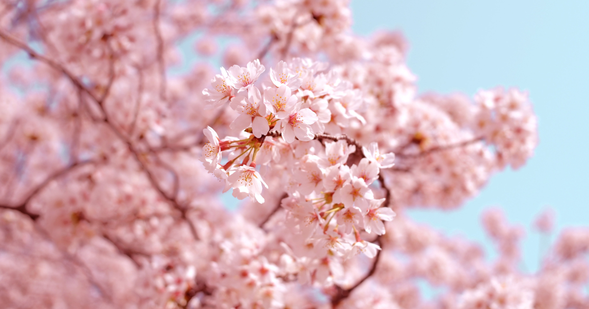 cherry blossoms sakura japan