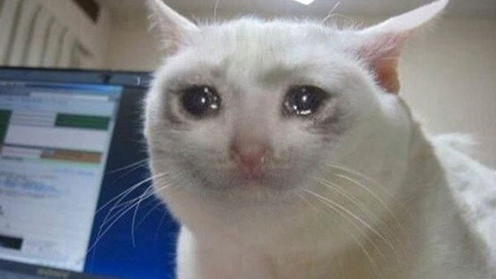 Crying Cat