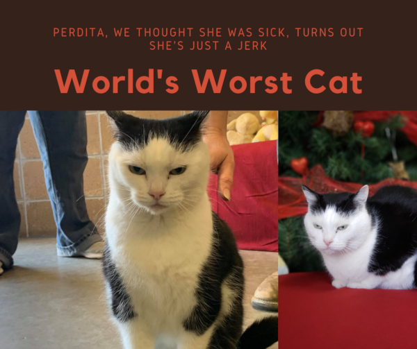 Perdita Worlds Worst Cat 2