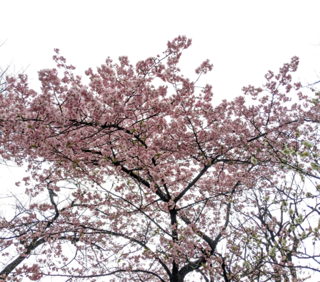 soranews cherry blossoms sakura season
