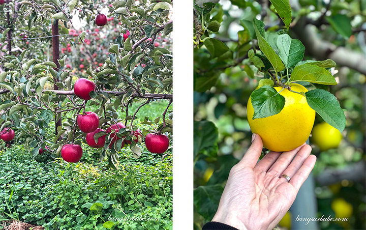 12 Unique Things You Can Do in Central Japan That Will Make You Want to Fly There ASAP 14 Nagano Apple