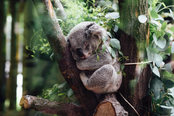 koala australian bushfire