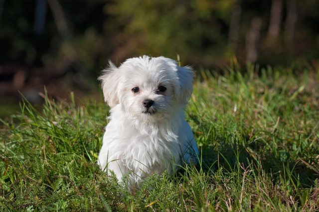 5 vet clinics open in Metro Manila during enhanced community quarantine 1 nature animal dog pet 33053