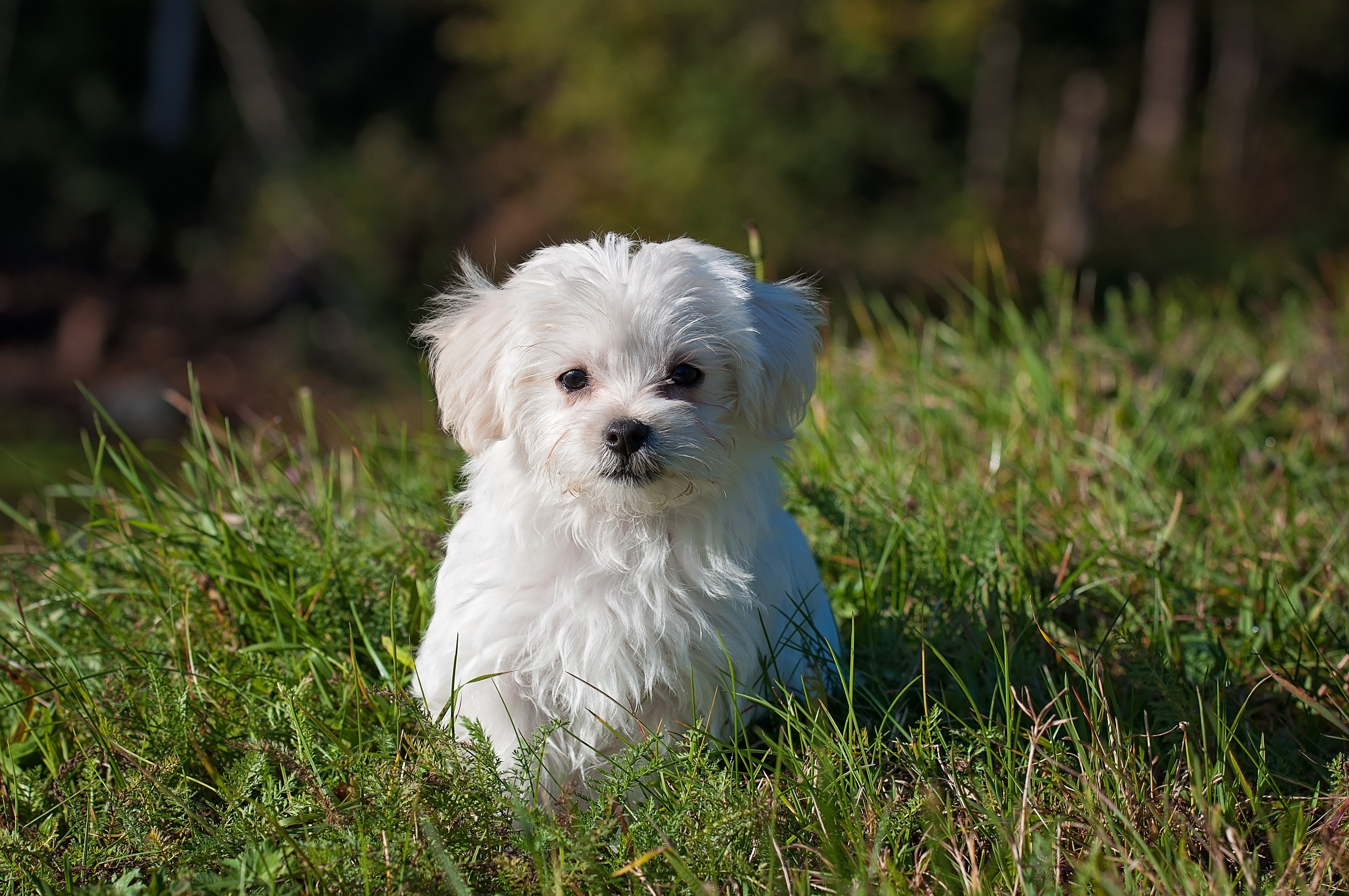 nature animal dog pet 33053