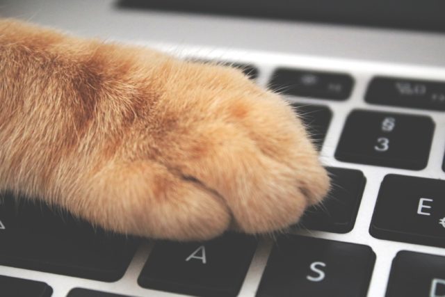 https://www.pexels.com/photo/orange-cat-foot-on-laptop-keyboard-1440387/