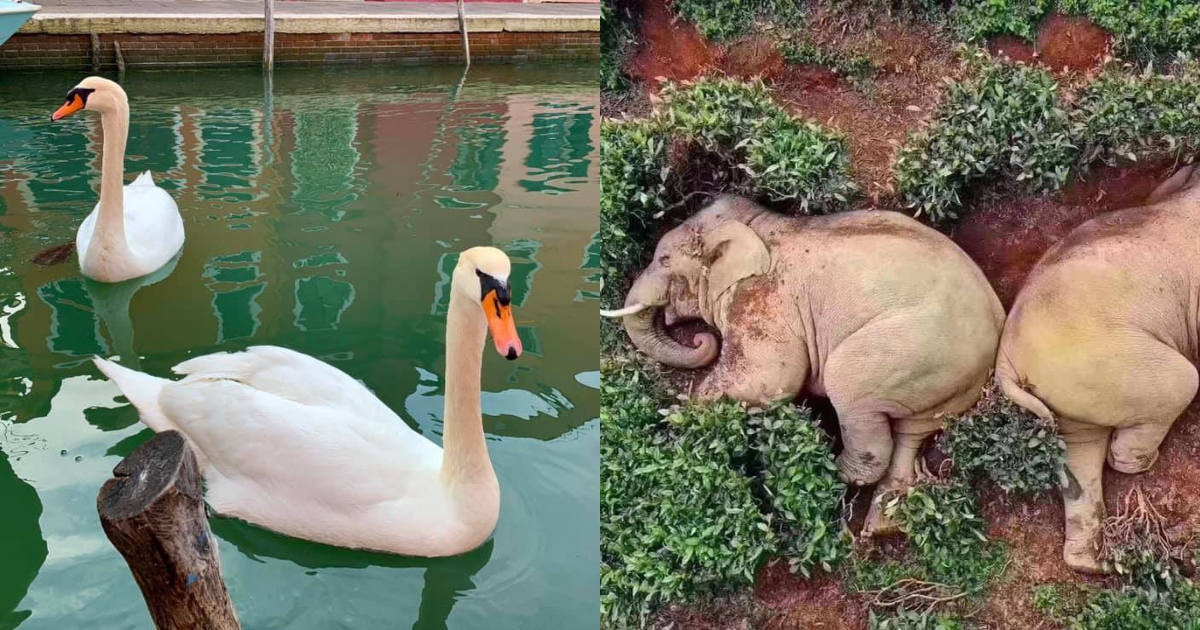 Stories of Animals Reappearing in Quarantined Cities Turn Out to Be Fake 1 swans elephants reappearing quarantined cities