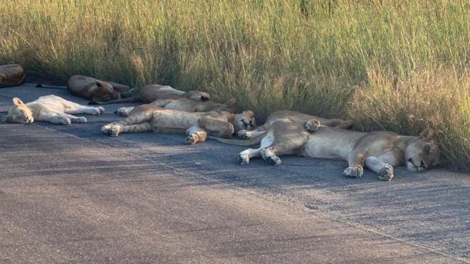 Kruger National Park lions 1