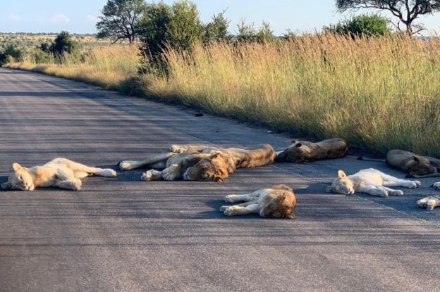 Kruger National Park lions 3