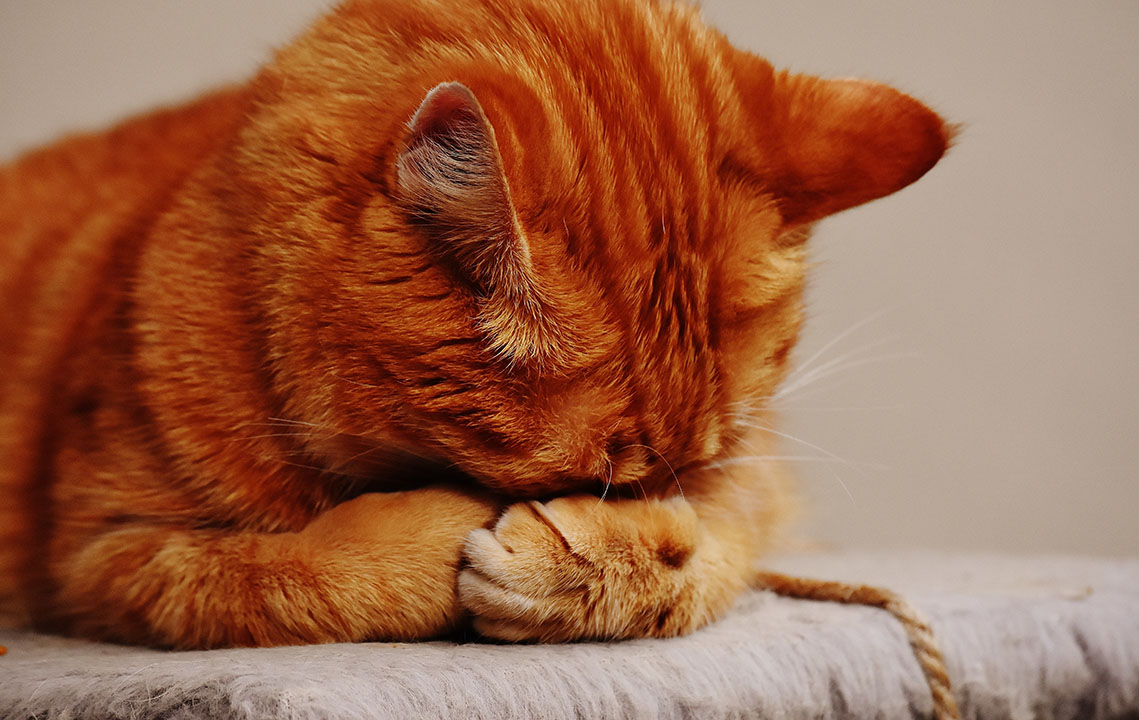 adorable animal animal world cat 209037