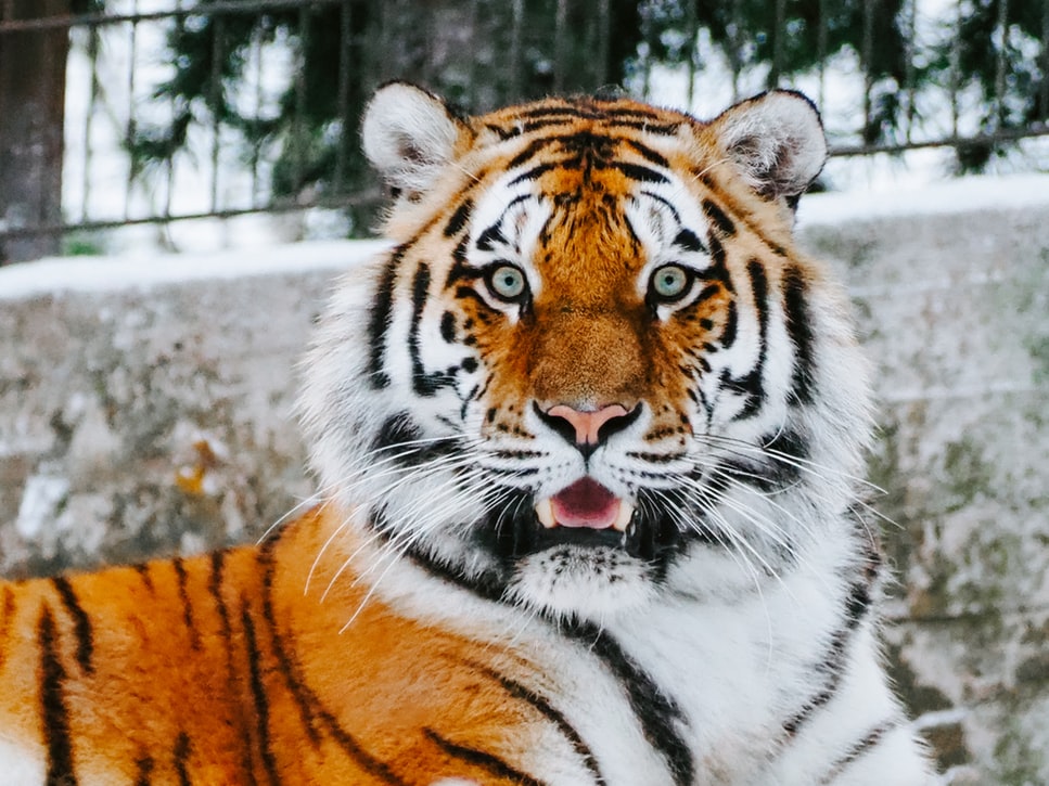 Tiger tests positive for new coronavirus 1 coronavirus tiger