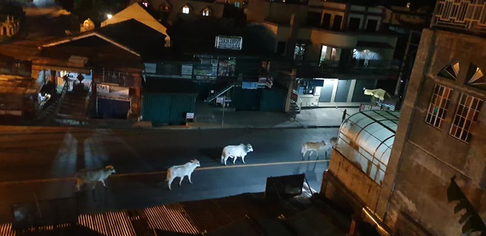 cows on street baguio city