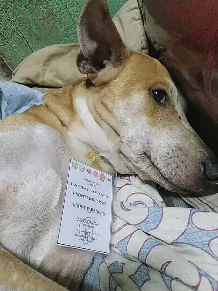 dog frontliner quarantine pass 5