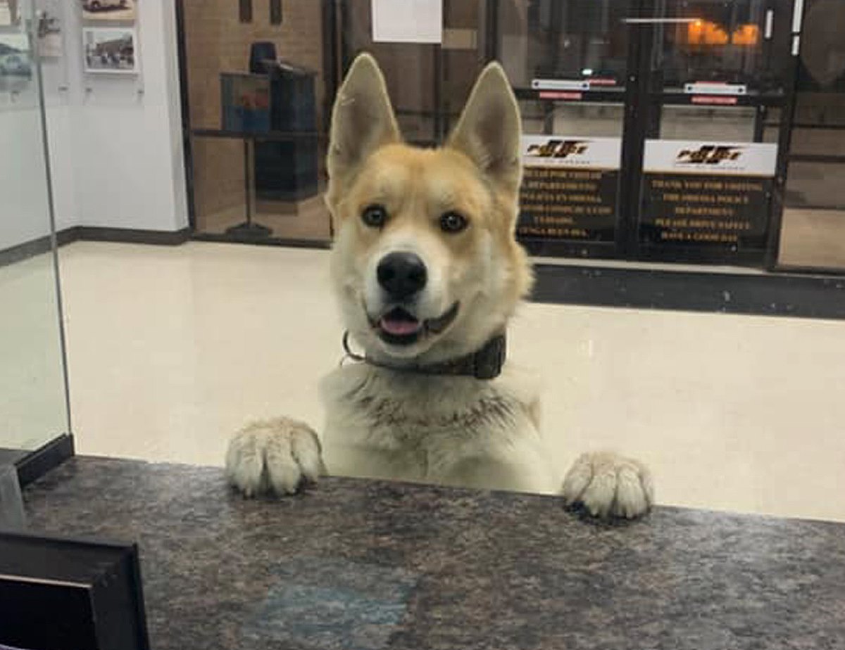 dog reports self police 1