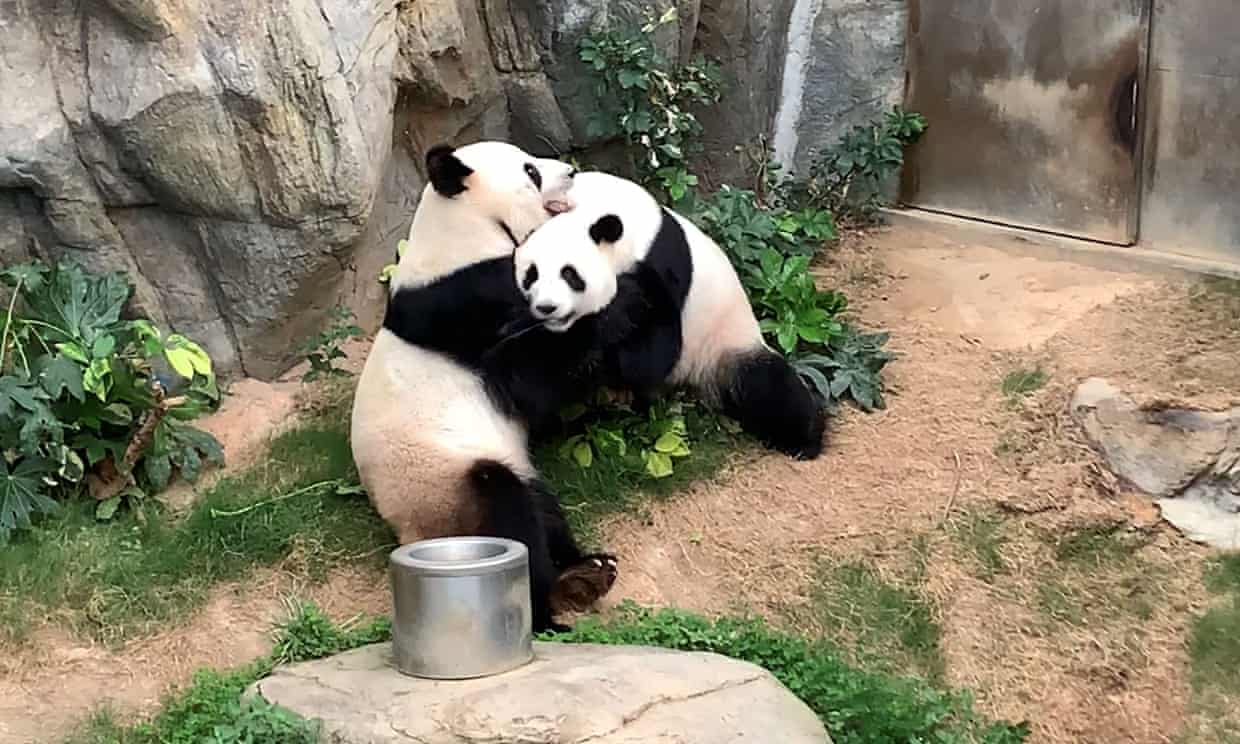ocean park panda