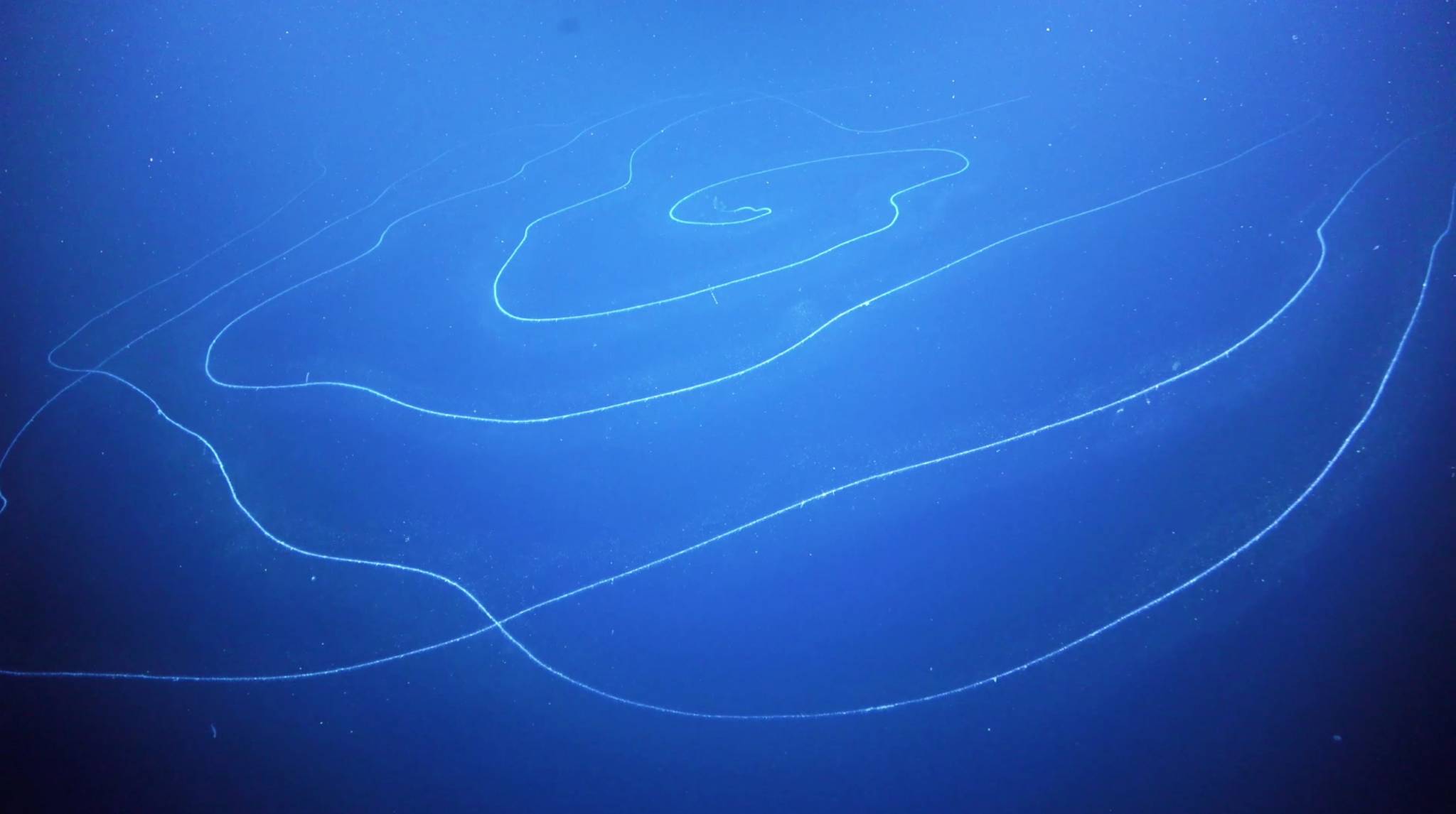 siphonophore Apolemia