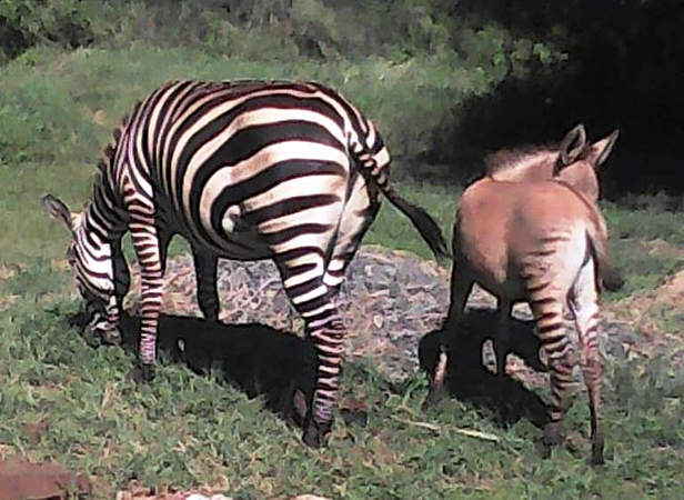 zonkey zebra donkey 3
