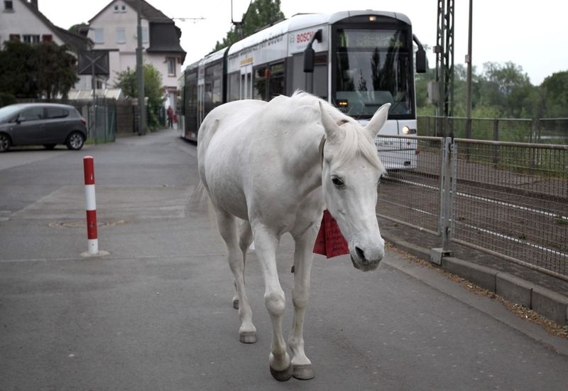 Jenny horse in Germany