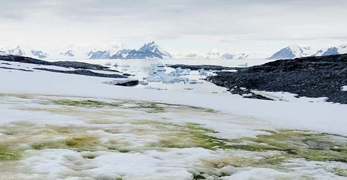 antarctica green snow