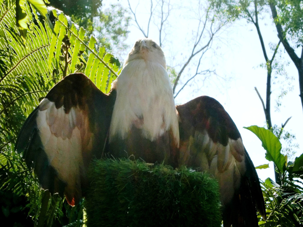 avilon zoo eagle