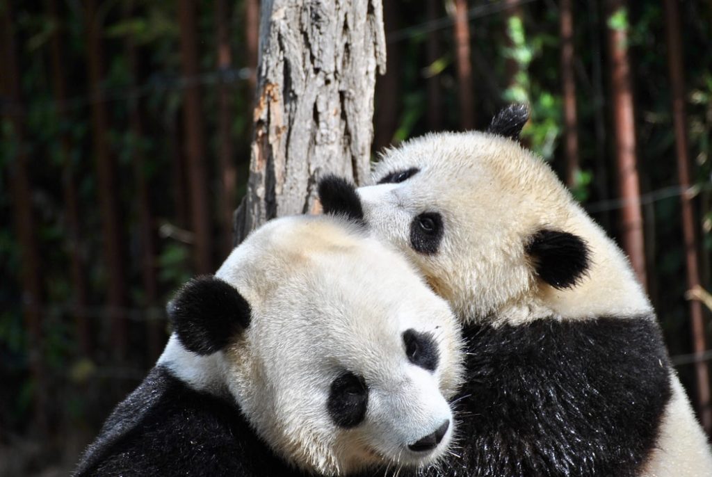 china giant panda netherlands 2