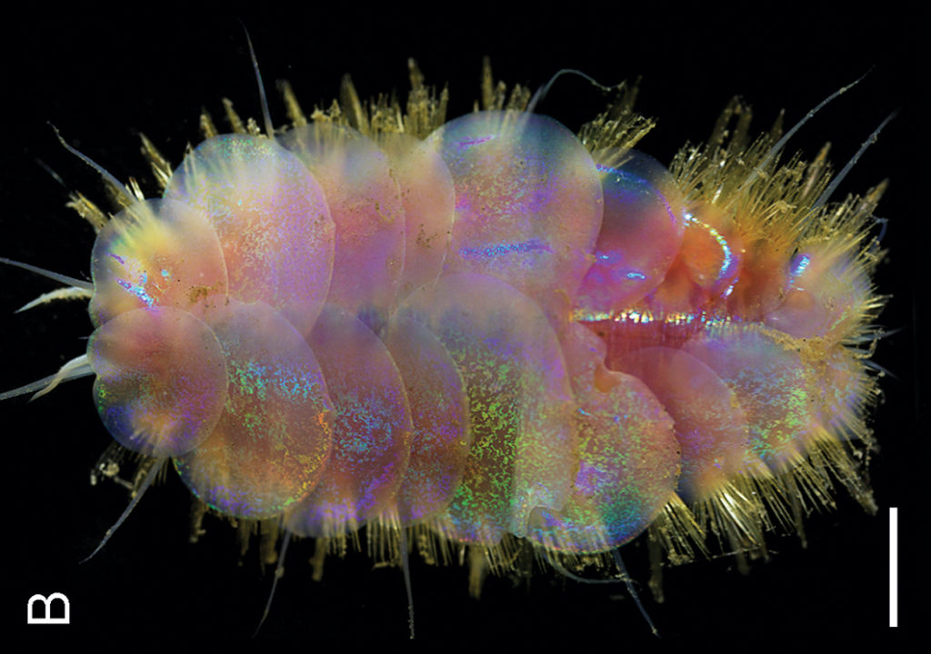 Newly discovered deep-sea worm is named after this legendary rockstar