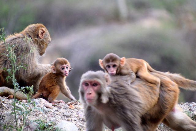 group of monkeys 1359342