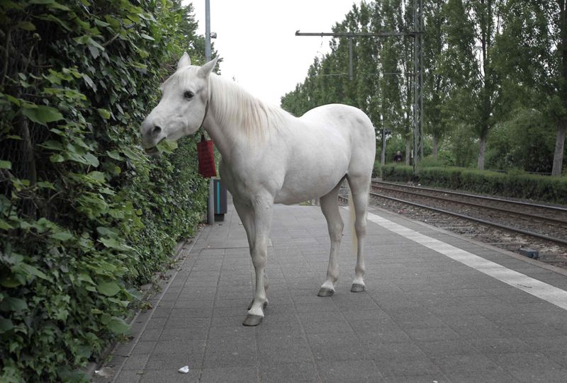 horse in germany jenny