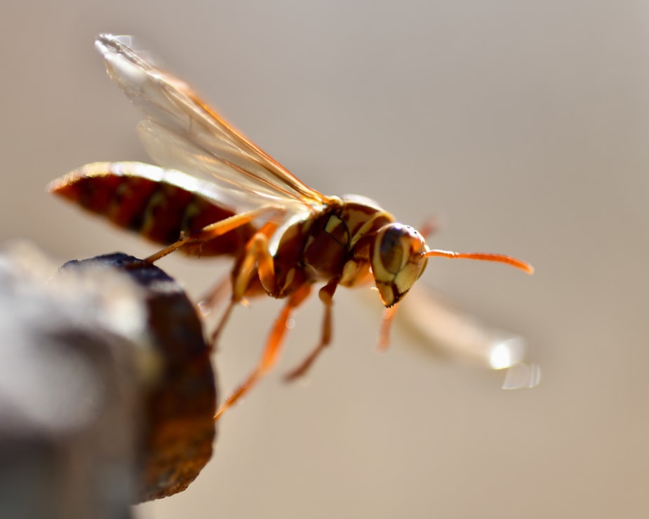 murder hornet sting