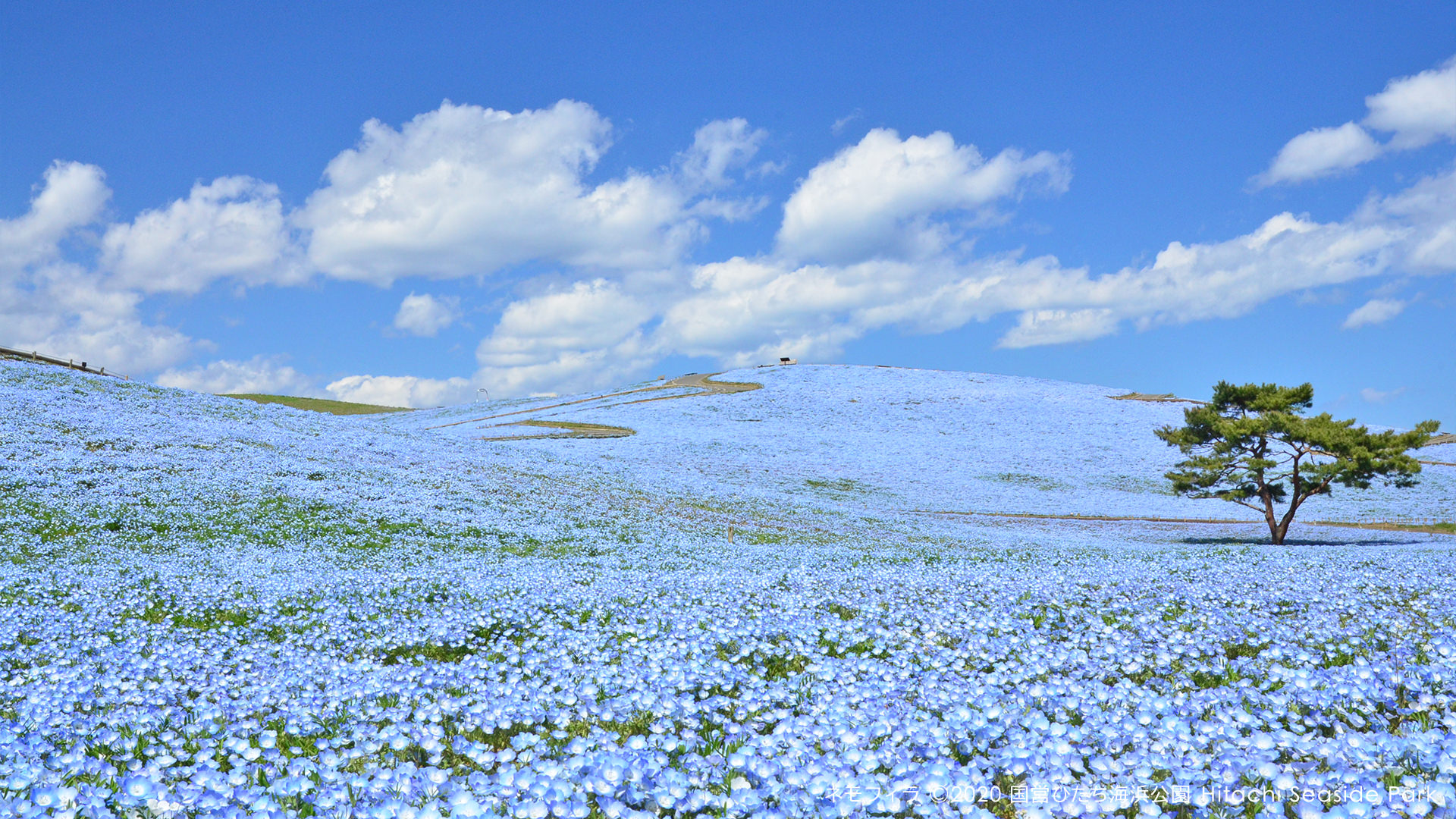 nemophila japan hitachi seaside park 3