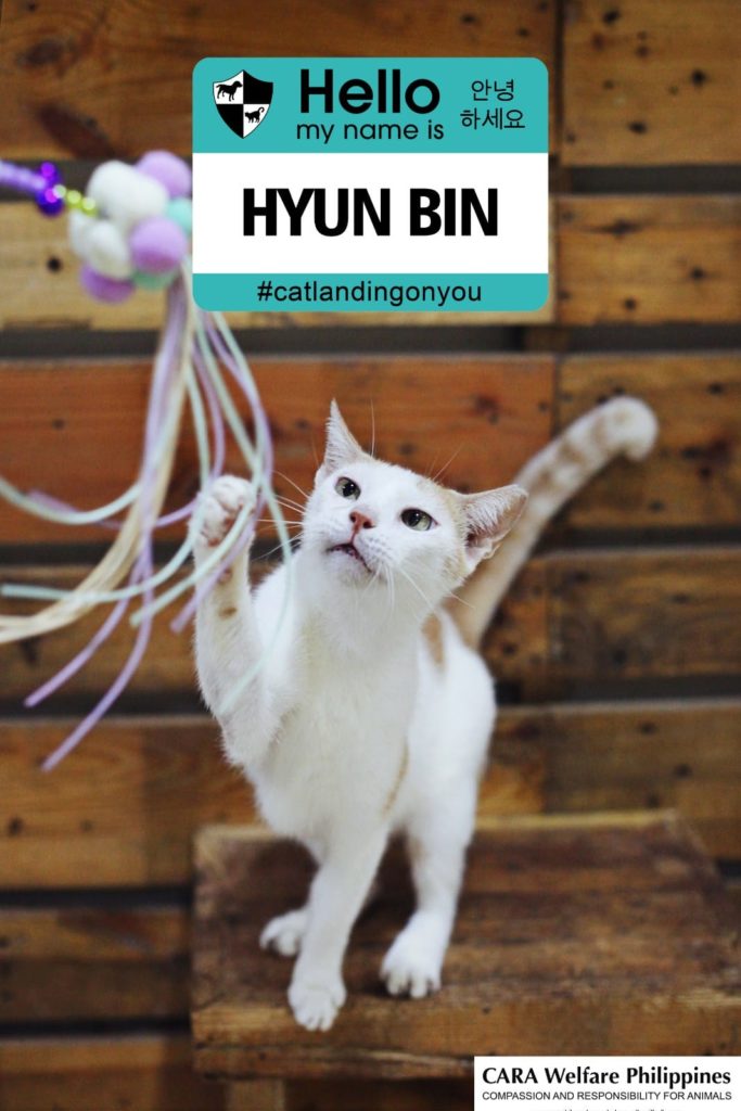 cat landing on you hyun bin cara adopt