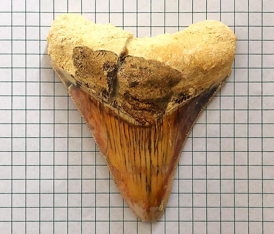 Carcharocles megalodon
