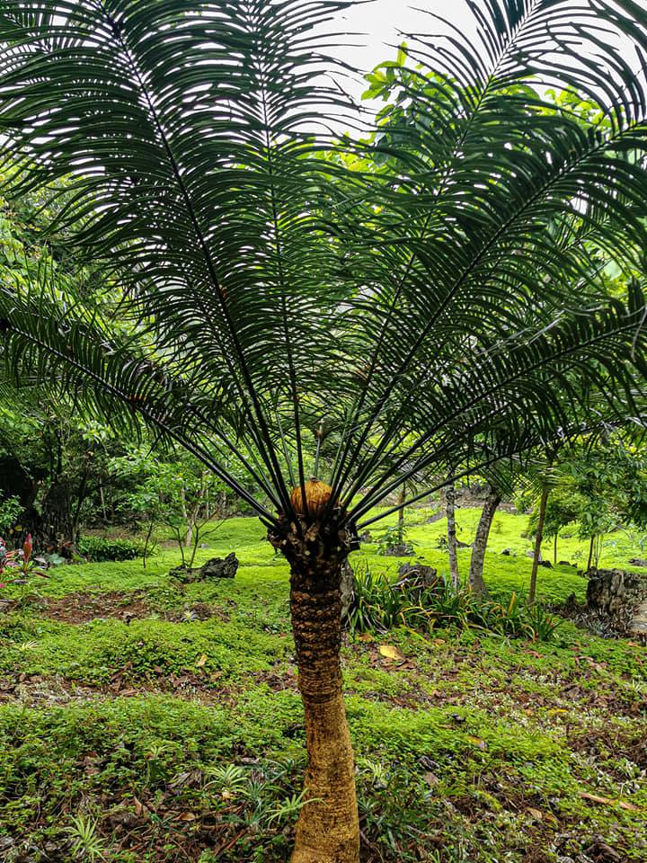 jurassic plants masungi georeserve cycad 2