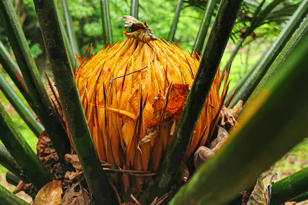 jurassic plants masungi georeserve cycad 3