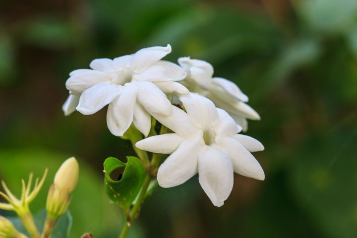 sampaguita ph national flower