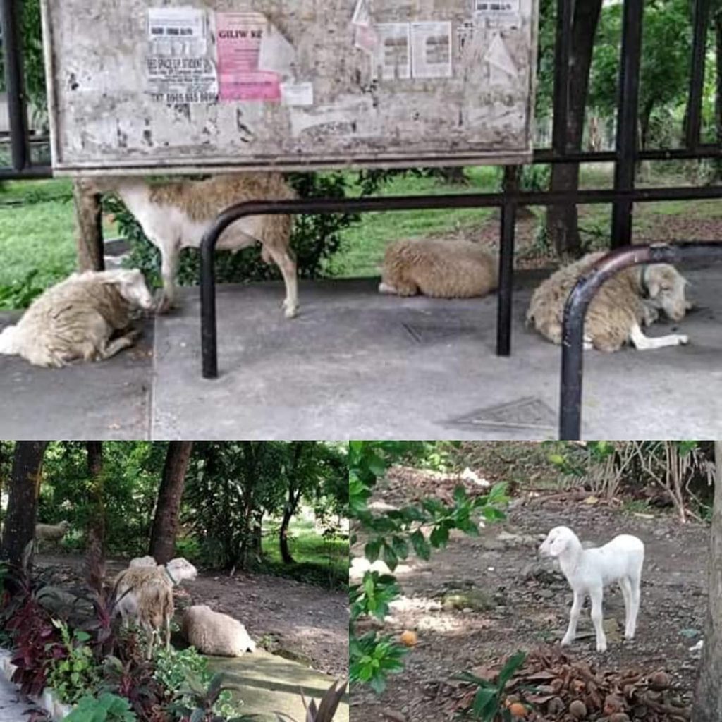 the wild sheep up diliman