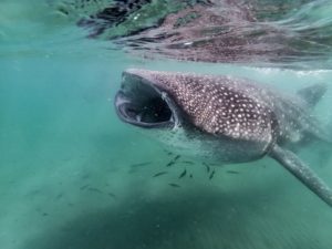 Scientists discover that whale sharks actually have teeth on their eyeballs 1 whale shark