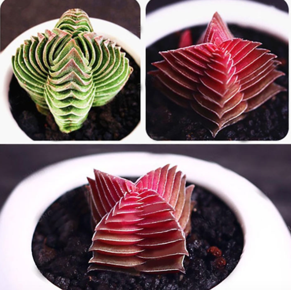 100 PCs Lithops Seeds
