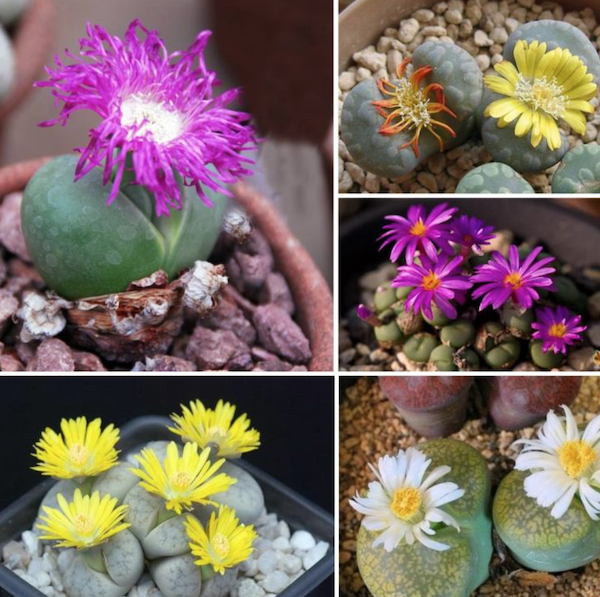 5 PacksSet Lithops Seeds lazada