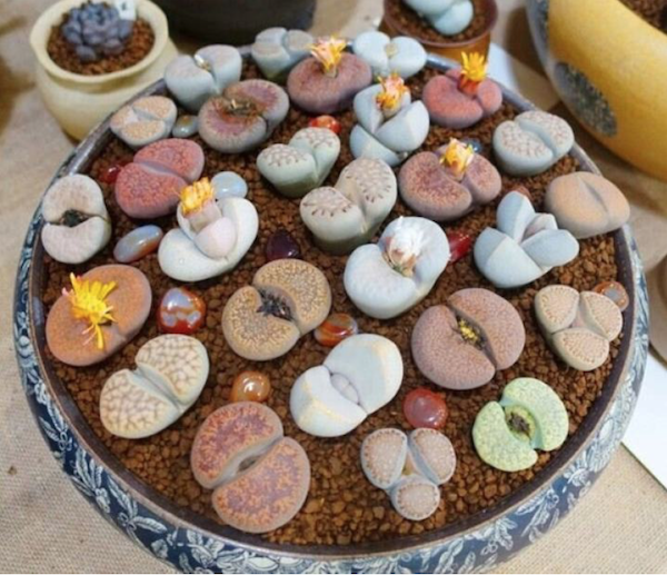 50Pcs Rare Juicy Seeds lazada