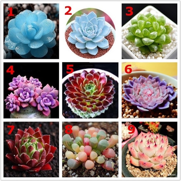 50pcs Mixed Lithops Seeds lazada