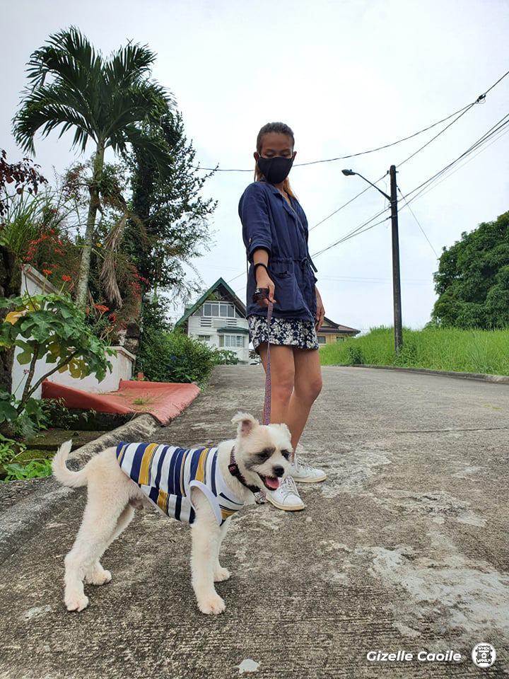 dog puppy leash 4