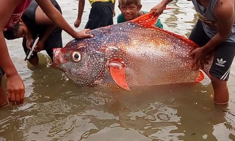 opah huge fish eastern samar