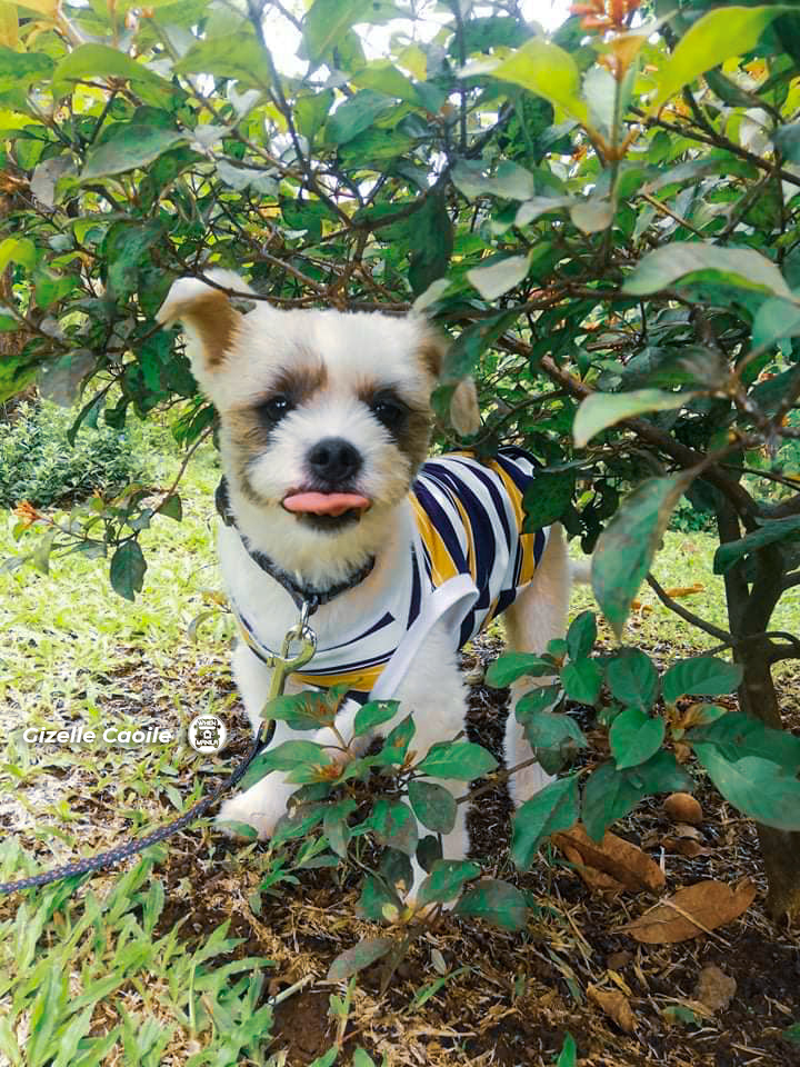 puppy dog leash 2