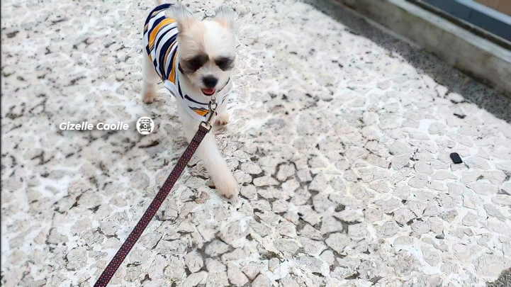 puppy dog leash