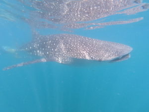 Whale Shark Population Update PR WWF Philippines 1